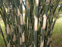 Bambusa polymorpha Burmese bamboo, Jama Betua Bambusa polymorpha Burmese bamboo, Jama Betua